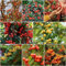 50 pcs feuerdorn pflanze winterhart samen - bonsai baum winterharte stauden mehrjährig,Pyracantha fortuneana, bäume garten winterhart frisches obst obstsamen luftreinigende