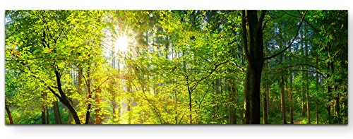 Paul Sinus Art Leinwandbilder | Bilder Leinwand 120x40cm Wald im Sonnenschein