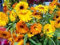 Ringelblume, essbare Blume, Samen, 80 Samen! GroCo