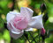 PLAT FIRM GERMINATIONSAMEN: Klettern New Dawn Rose - Am beliebtesten Rose in der Welt - 2.5 Pot