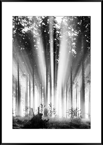 STYLER Rahmenbild Fog and Sun 50 x 70 cm | Artbox Die Schönheit der Natur in einem lichtdurchfluteten Wald schafft mit klassischer Farbgebung eine gemütliche Raumatmosphäre Wohnzimmer schwarzweiß
