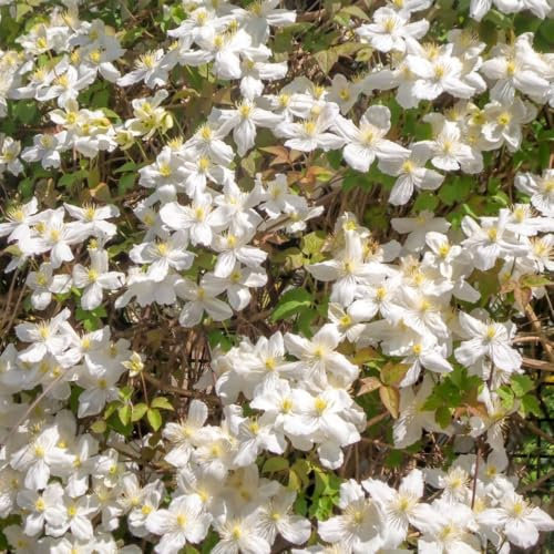 Clematis Montana 'Wilsonii' - Fragrant Late-Blooming Climber with White Flowers and Chocolate-Vanilla Scent - Hardy Shrub for Arbours and Garden Walls – 1x 1.7 Litre Potted Plant by Thompson & Morgan