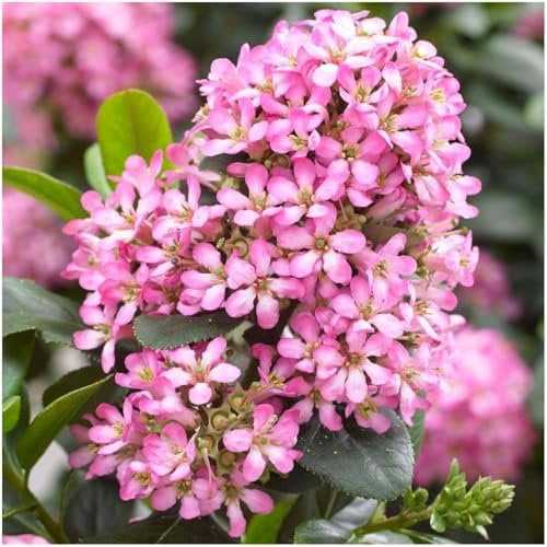 GrowOn Shrubs [2 Litre] Escallonia Laevis Pink Elle | Evergreen Shrub | Outdoor Garden Ready Plant | Summer and Autumn Flowering | Pink Flowers