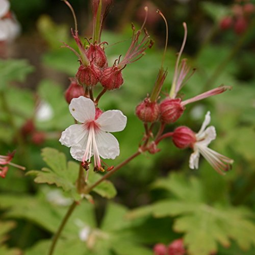 3 x Geranium macrorrhizum 'Spessart' (Winterhart/Stauden/Staude/Mehrjährig/Immergrün) weißer Balkan Storchenschnabel/Storchschnabel - Langlebig, duftend und wunderschön - von Stauden Gänge