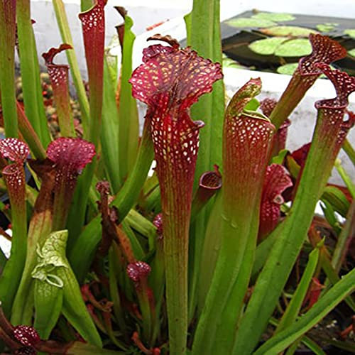 Haloppe 120 Pz Nepenthes Fiori Piante Semi per la Piantagione del Giardino di Casa, Semi di Nepenthes Piante Carnivore in Vaso Fiore Cattura Insetto Bonsai