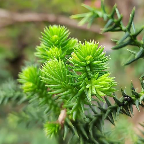 30 Pc Semillas De Araucaria Araucana - Semillas De Árboles De Araucaria, Las Plantas De Jardín Son Plantas Perennes Resistentes. Semillas De Araucaria Araucana, Plantas De Interior