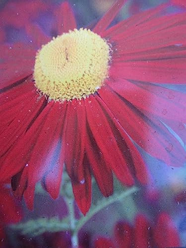 Tanacetum coccineum Robinsons Red - Rote Margerite - Bunte Garten-Margerite