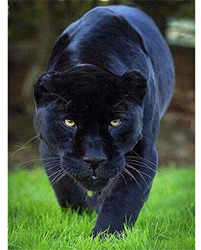 YSCOLOR Diamant Painting Kreuzstich Diamant Stickerei Tier Black Panther Muster Volle DIY 5D Runde Diamant Malerei Strass Mosaik Dekoration 30X40Cm