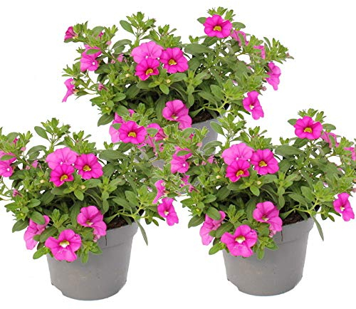 Exotenherz - Zauberglöckchen - Minihängepetunie - Calibrachoa - 12cm Topf - Set mit 3 Pflanzen - rosa