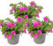 Exotenherz - Zauberglöckchen - Minihängepetunie - Calibrachoa - 12cm Topf - Set mit 3 Pflanzen - rosa