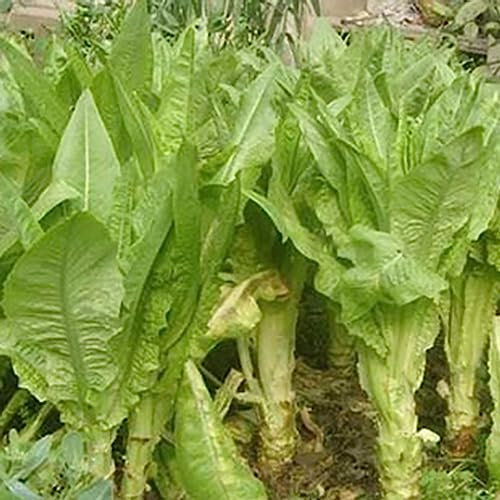 100 Stück/Beutel Römersalatsamen, natürlicher dicker Stiel, Choy-Gemüsesamen, Blumen-, Obstbaum- und Gemüsesamen Römersalat Samen