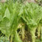 100 Stück/Beutel Römersalatsamen, natürlicher dicker Stiel, Choy-Gemüsesamen, Blumen-, Obstbaum- und Gemüsesamen Römersalat Samen