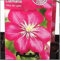 Clematis 'Ville de Lyon' – Waldrebe 60-80 cm | Blühfreudige Kletterpflanze für Garten & Balkon | Sommerblüher, winterhart, mehrjährig, bienenfreundlich