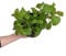 Hiedra Sueca Planta del Dinero Plectranthus Verticillatus