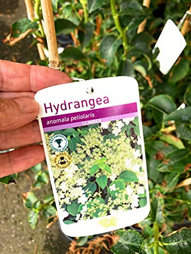 White Climbing Hydrangea 'Petiolaris' - 1litre Pot - 60cm - Free UK Postage