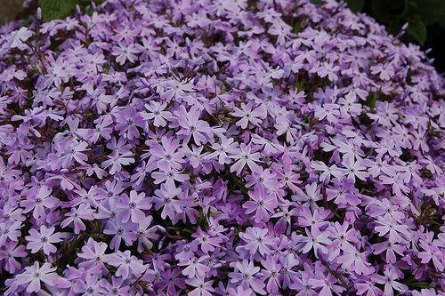 Creeping Phlox Subulata 'Emerald Cushion Blue’ Perennial Plug Plants Pack x6