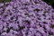 Creeping Phlox Subulata 'Emerald Cushion Blue’ Perennial Plug Plants Pack x6