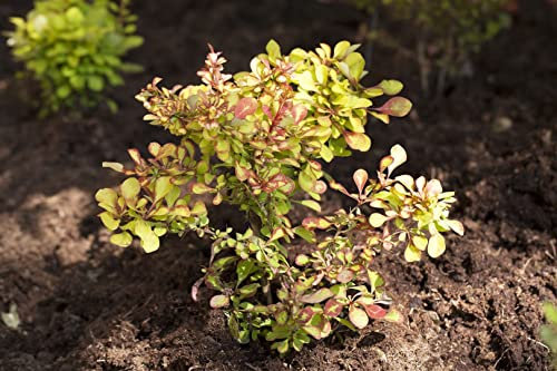 Berberis thunbergii 125-150 cm – Winterhart, Mehrjährig, Pflegeleicht – Rote Heckenberberitze – Heckenpflanze für Garten & Sichtschutz