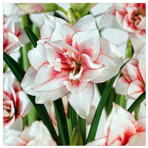 Winterhart pflanzen, Mehrjährige Blumenzwiebel ist winterhart, Lebende Pflanzen, Seltene, Exotisch, Mysteriöse magische Glühbirne, Blumenzwiebel Mix-1 Amaryllis Birne