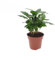 Coffea Arabica - 30cm - Ø12cm - Zimmerpflanze - Immergrün