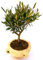 POWERS TO FLOWERS - BONSAI OLIVO XXXL IN ORCIO DI TERRACOTTA, Pianta Vera
