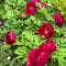50 pcs pfingstrosen pflanzen samen - blumensamen als gastgeschenk winterharte pflanzen für garten gartenblumen winterharte pflanzen geschenke garten pflanzensamen exotisch steinpflanzen