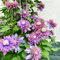 Clematis winterhart mehrjährig pflanze,Clematisknollen, kälteresistente Stauden - Zierpflanzen für Garten und Balkon, leicht zu pflanzen-15knollen-D