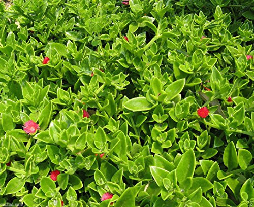 15 Samen Aptenia cordifolia, Red Apple Bodendecker Iceplant Kaktus Baby-Sunrose