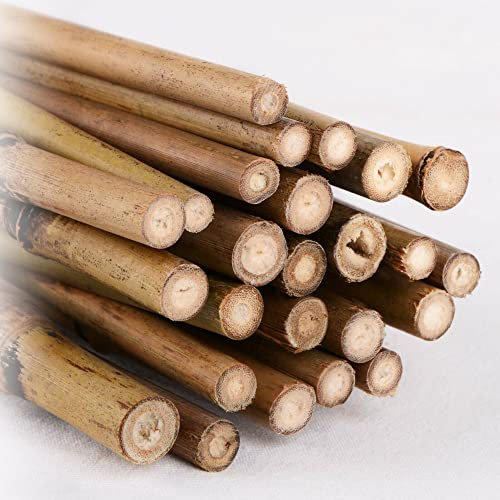 WILSONS DIRECT - Natural Bamboo Canes - Professional Garden Sticks - Strong Gardening Cane - Thick Plant Support Poles - For Garden Stakes, Trellis. Plants, Vegetable - Bamboo Pole(20, 2FT (8-10mm))