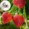 Luojuny Semi di fragola, 1000 pezzi di semi di fragola non OGM che piantano fragola rossa semi di frutta da giardino forniture per il giardinaggio Semi