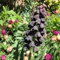 3 pcs Kaiserkronen Knollen Mehrjährig - Fritillaria Pflanztopf Pflanze Geschenke Für äLtere Menschen Kaiserkronen - Zwiebeln Gartenpflanzen Winterhart Mehrjährig Bonsai Topf Blumenwiese