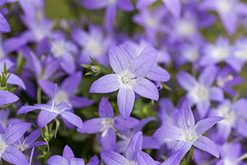 Campanula garganica 'Erinus Major' ca. 9x9 cm Topf - Gargano-Glockenblume, blaue Blüten, Blütezeit Juni-August, ideal für Steingärten, pflegeleicht und winterhart