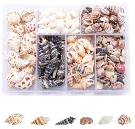 Funngy Muscheln,100 PCS Muscheln zum Basteln Muscheln Gemischt Ozean Muscheln Deko Muscheln Dekorative Granulate für Vase Füllstoffe Party Hochzeit Dekor DIY Kunsthandwerk Fisch Panzer Tiny Sea Shell