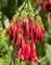 Bolivianische Fuchsie (Fuchsia boliviana) 10 Samen