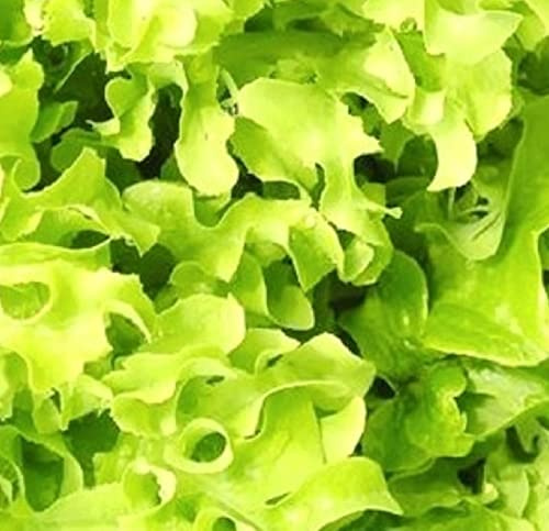 500 Salad Bowl Lettuce Seeds for Planting Non GMO Heirloom Seeds Fresh Vegetable Garden Seed