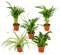 Bloomique - 5er-Mix - Luftreinigende Pflanzenmischung - Dracaena, Dypsis, Chamaedorea, Chlorophytum, Asplenium - 20-40 cm Hoch - Topf 12 cm