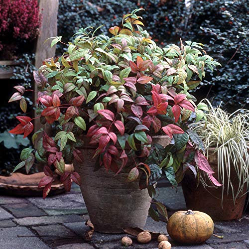 Nandina domestica Heavenly Bamboo Plant Hardy Shrubs Flowering Garden Plants Easy to Grow Your Own 1 x 3 Litre Pots by Thompson and Morgan
