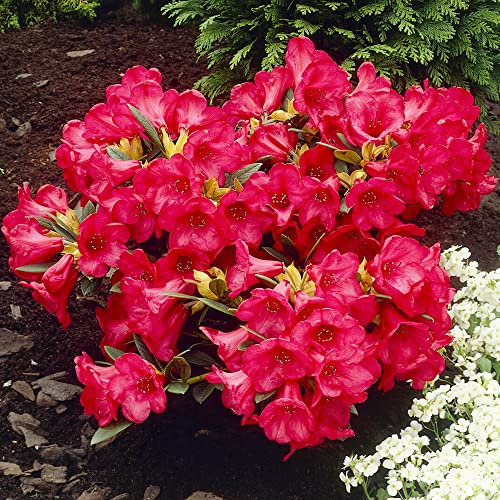 Rhododendron Scarlet Wonder Outdoor Plants | Evergreen Garden Ready Dwarf Shrubs | Potted Red Spring Flowering Rhododendrons in 1L Pots