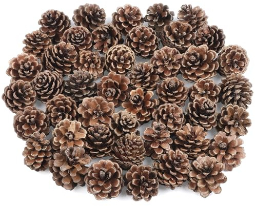 TaoQ C 50 Stück Kleine Tannenzapfen Weihnachts Tannenzapfen Natürliche Minuscule Kleine Kiefernzapfen für Weihnachtsbaum Hochzeit Hausparty Vasenfüller DIY Handwerk Ornamente