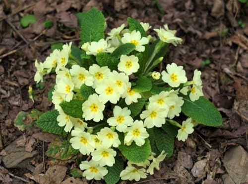 Primula Vulgaris, Primel,Stängellose, gelb, frosthart