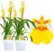 Echte Oncidium Joost Orchideen, 2 große Zimmerpflanzen aus Holland, 30-40 cm hoch mit Blüten und duftend.(keine künstliche Orchidee, ohne Dünger und Topf, kein Samen und nicht winterhart)