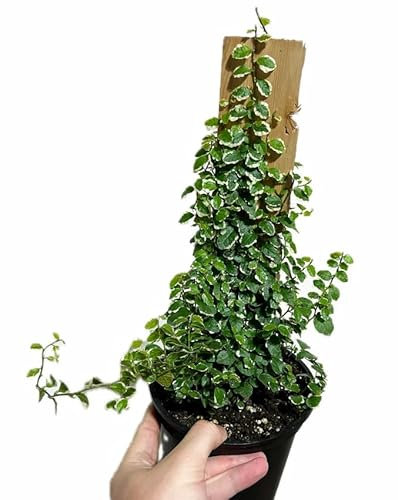Ficus Pumila Natural Planta de Poco Riego para Interior