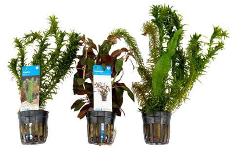 Bloomique - 3er Set - Aquarium Pflanzen Echt - Aquarium Zubehör - Wasserpflanzen - Reinigend - Sauerstoff - Wasserpest, Wassernabel, Ludwigie - Höhe 15-20 cm