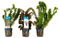 Bloomique - 3er Set - Aquarium Pflanzen Echt - Aquarium Zubehör - Wasserpflanzen - Reinigend - Sauerstoff - Wasserpest, Wassernabel, Ludwigie - Höhe 15-20 cm