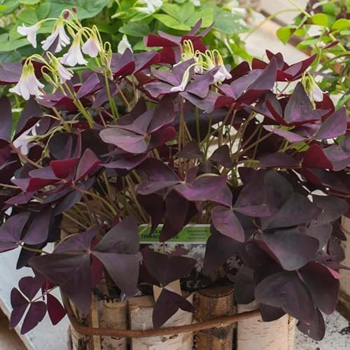 Dreieckiger Glücksklee - Oxalis triangularis | 10 Stück | Knolle | Topfpflanze | Geeignet für Kübel | Weiß | Rarität | Besonderer Sommerblüher | 100% Blütegarantie | QFB Gardening