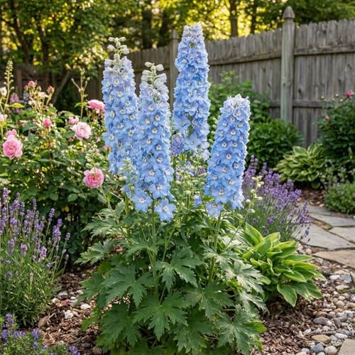 Bloomique - 6er - Set - Rittersporn (Delphinium M.Fount. Sky Blue) - Reichblühend - Winterhart - Mehrjährig - Höhe 10-20 cm - 9 - cm - Topf