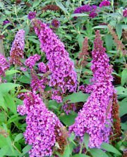 LAVANDA arbusto de mariposa, 251 SEMILLAS, BUDDLEIA davidii, de rápido crecimiento y la floración