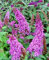 LAVANDA arbusto de mariposa, 251 SEMILLAS, BUDDLEIA davidii, de rápido crecimiento y la floración