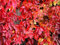 2 PIANTE DI Parthenocissus quinquefolia “Engelmannii” (Ampelopsis) [Vaso Ø19cm AMDGARDEN