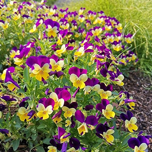 150 Stück pflanzen stiefmütterchen samen lila winterharte stauden pflanzen für sonnige plätze blumenwiese winterharte kübelpflanzen bonsai samen plant plants dekoration wohnzimmer